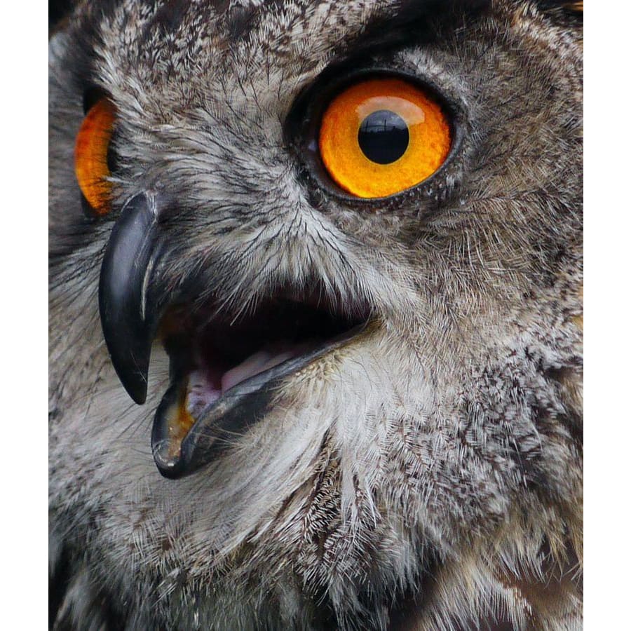DIY Diamond Painting - Dieren PIX-2465 - Diamond Painting
