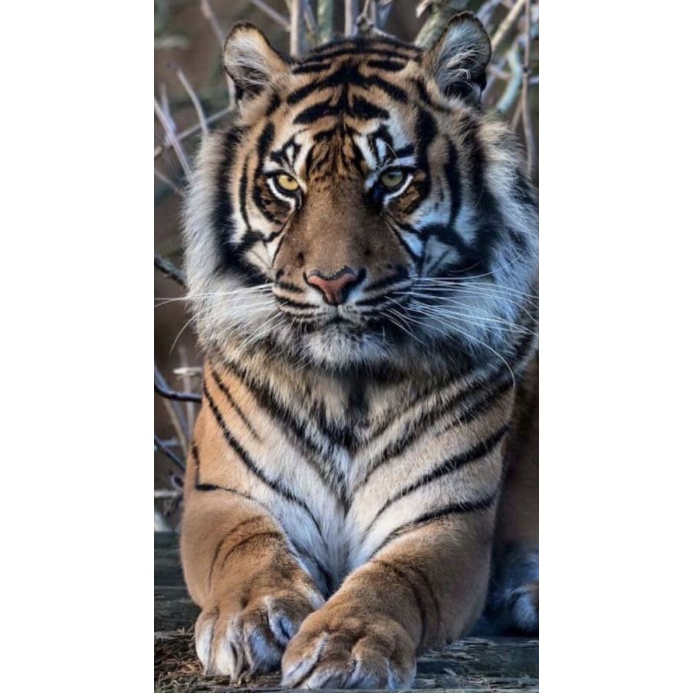 DIY Diamond Painting - Dieren PIX-2487 - Diamond Painting