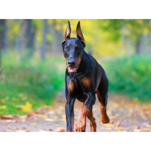 DIY Diamond Painting - Dobermann Pinscher Cross PIX-625 - 