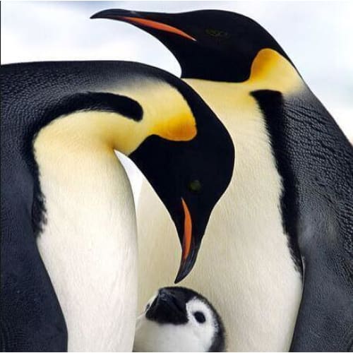 DIY Diamond Painting - Familie van pinguïns PIX-458 - 