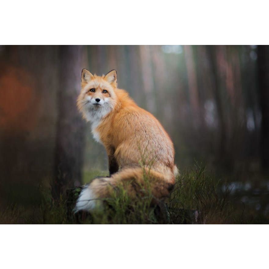DIY Diamond Painting - Fox Night Forest PIX-366 - Diamond 