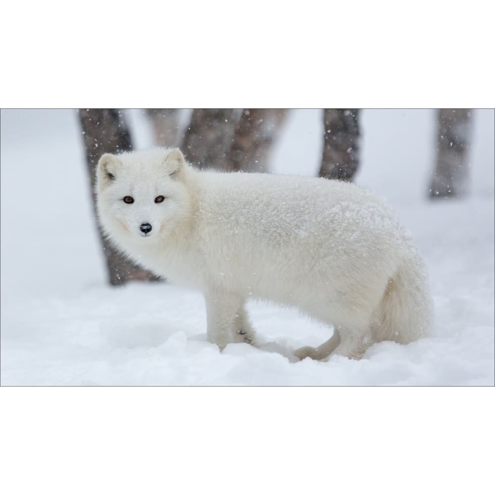 DIY Diamond Painting - Fox White In The Snow PIX-368 - 