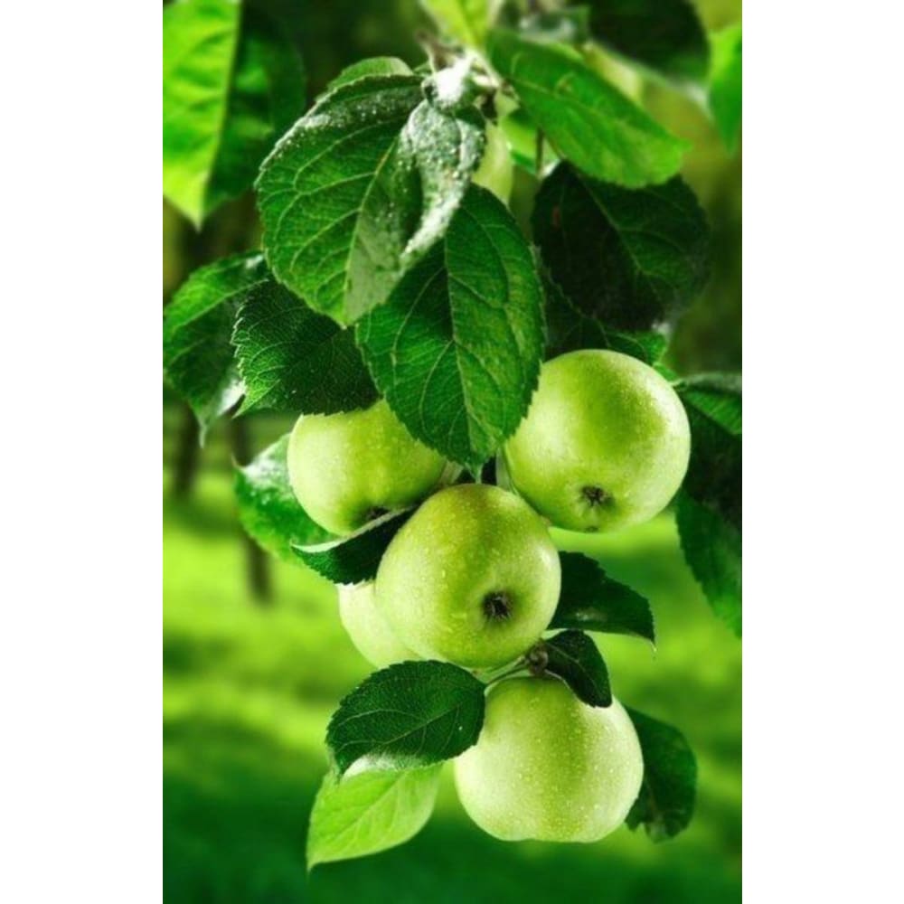 DIY Diamond Painting - Fruit Appels PIX-416 - Diamond 
