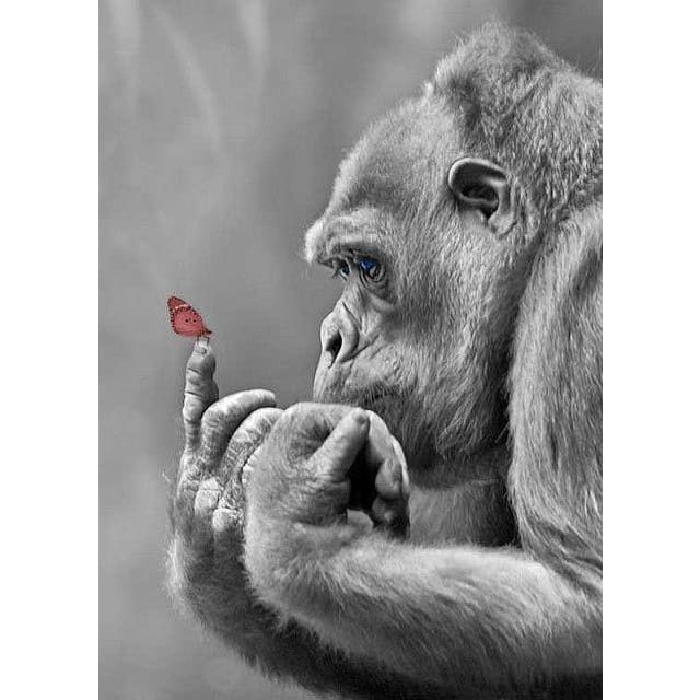DIY Diamond Painting - Gorilla en vlinder PIX-244 - Diamond 