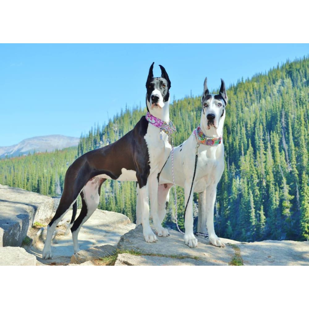 DIY Diamond Painting - Great Dane Love PIX-1180 - Diamond 