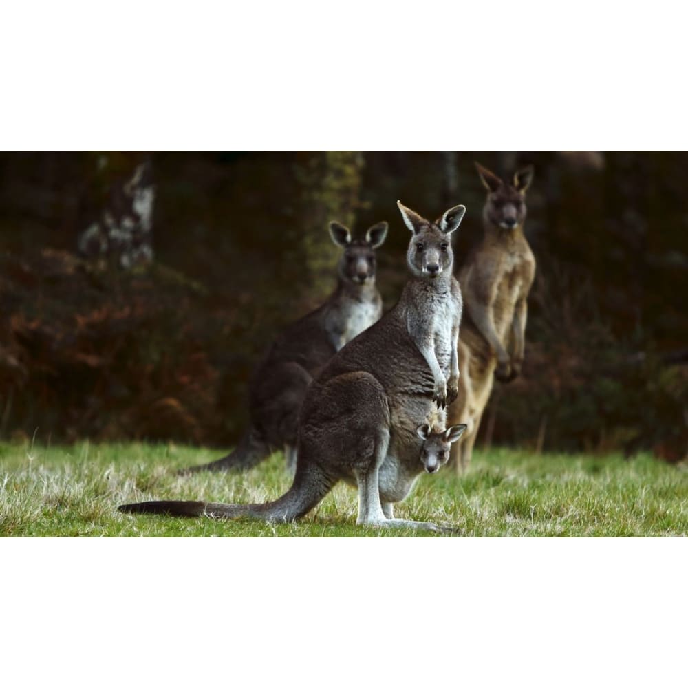 DIY Diamond Painting - Kangaroo Mom PIX-561 - Diamond 