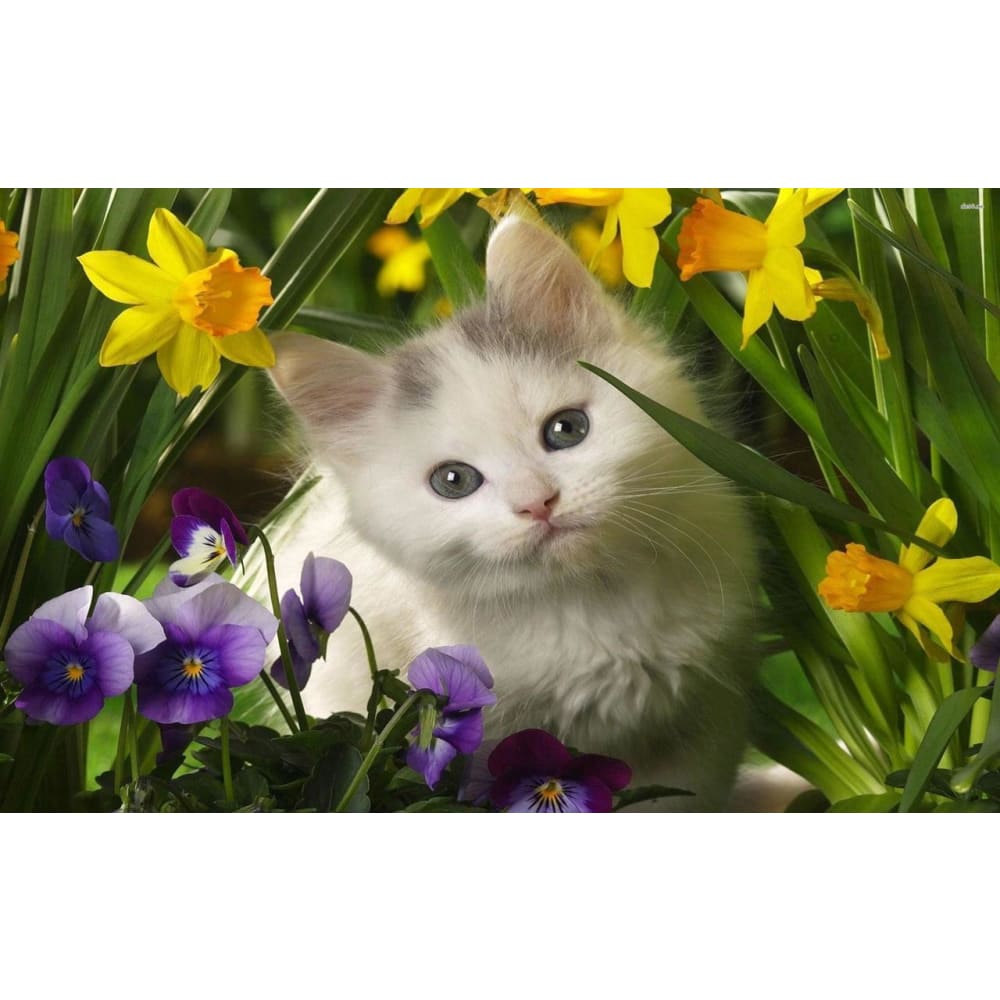 DIY Diamond Painting - Kat PIX-1397 - Diamond Painting