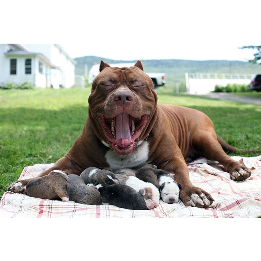 DIY Diamond Painting - Pitbull Mom PIX-565 - Diamond 