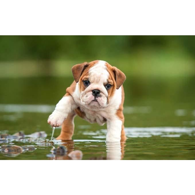 DIY Diamond Painting - Puppies Bulldog Lover PIX-377 - 
