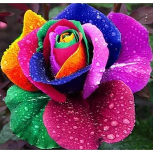 DIY Diamond Painting - Rainbow Rose PIX-600 - Diamond 