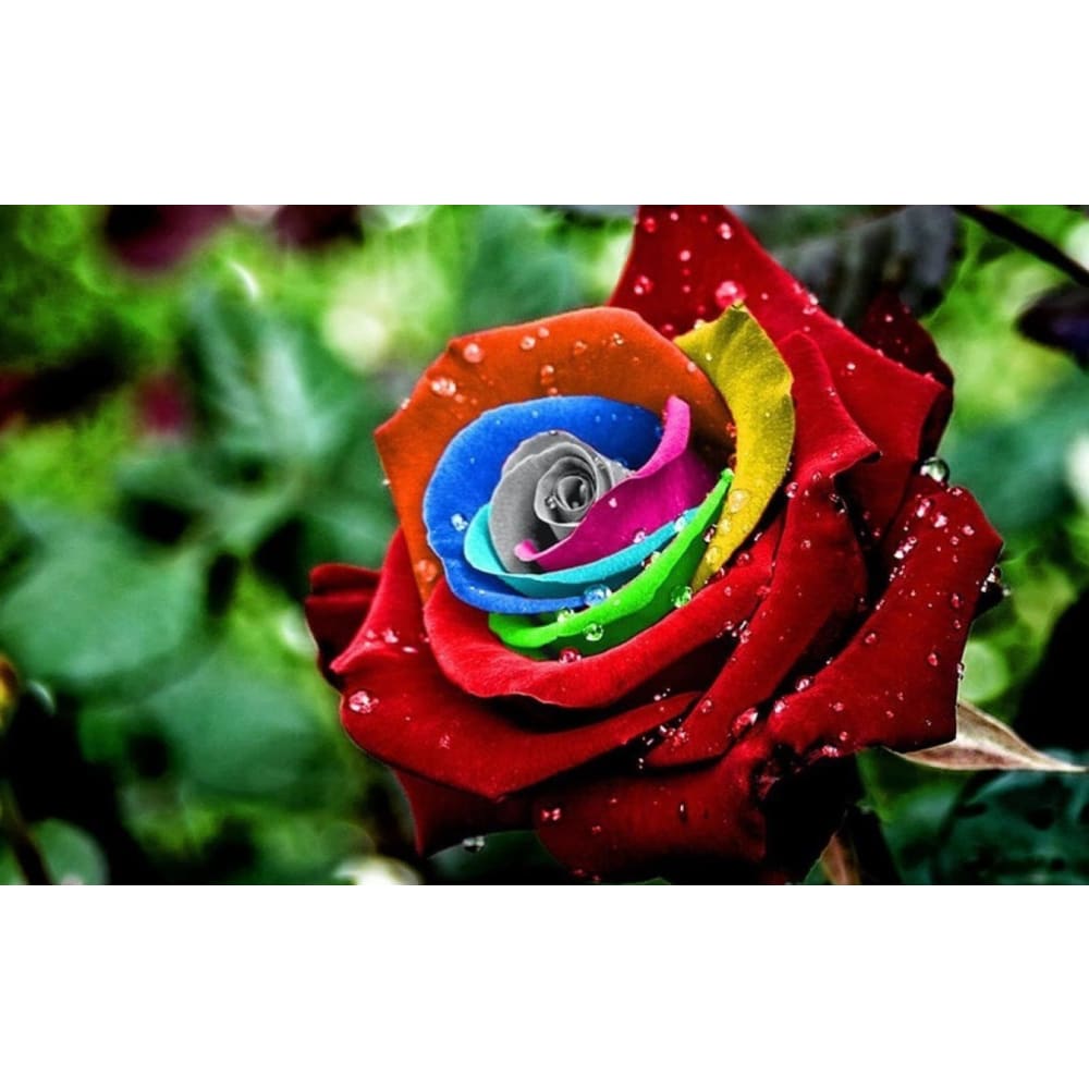 DIY Diamond Painting - Regenboogbloemen PIX-773 - Diamond 