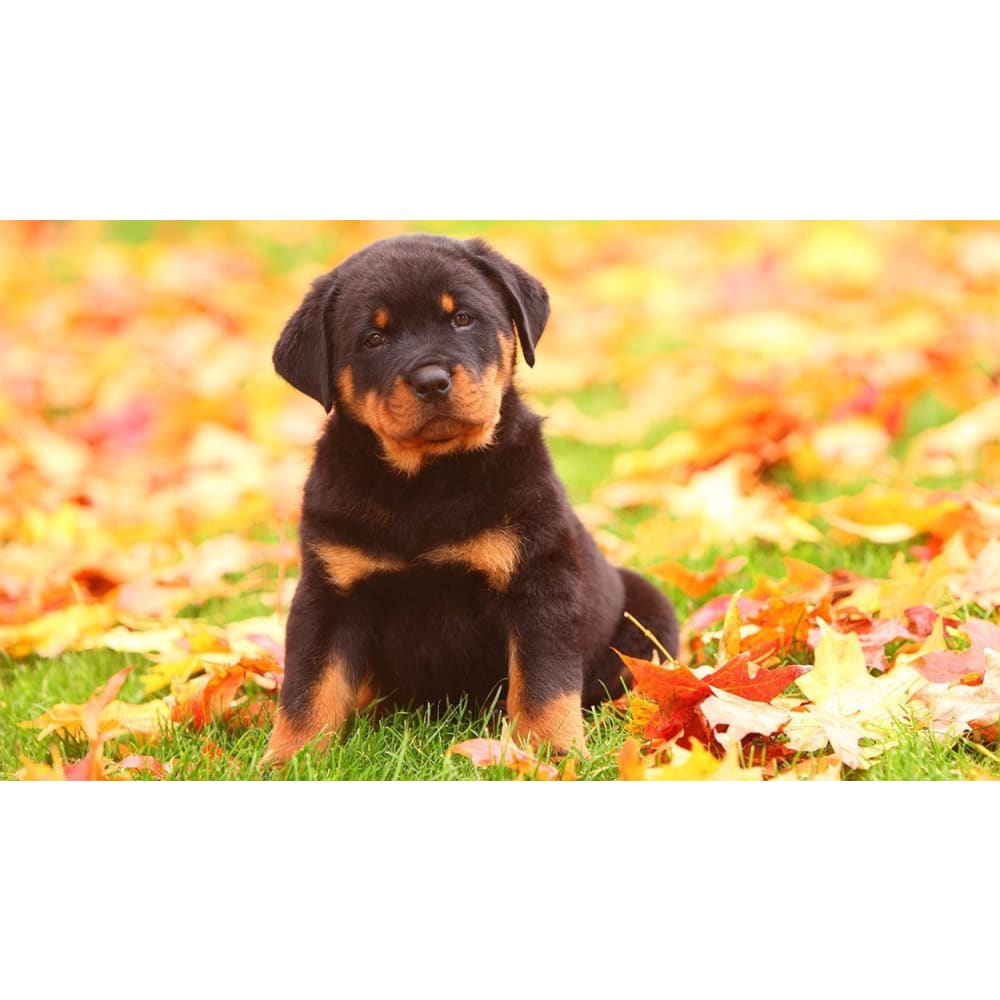 DIY Diamond Painting - Rottweiler Puppy Lover PIX-378 - 