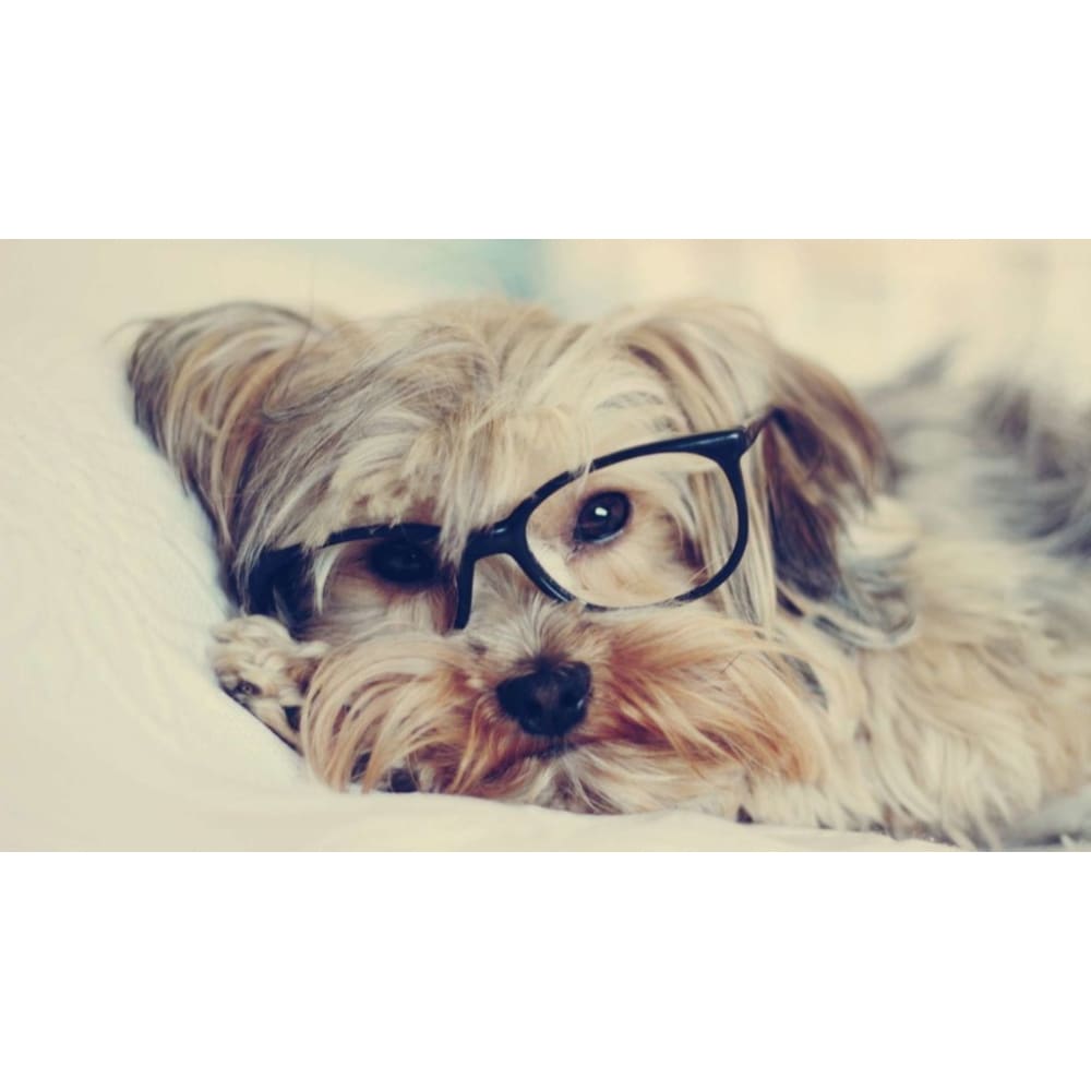 DIY Diamond Painting - Yorkie-studie PIX-1193 - Diamond 