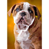 Engelse Bulldog | Exclusieve Diamond Painting
