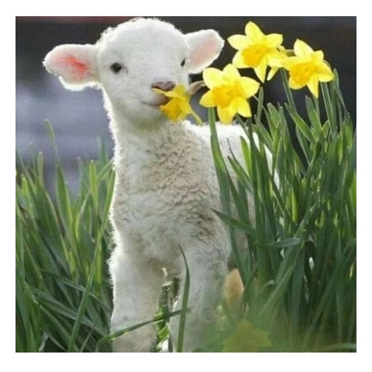 Lammetje | Diamond Painting