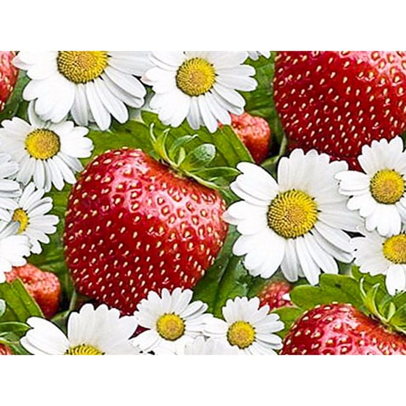 Madeliefje - Aardbei | Diamond Painting