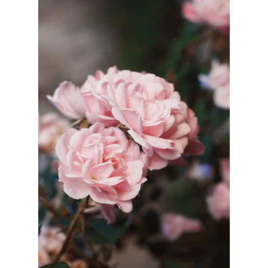 Pioenroos | Diamond Painting