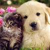 Puppy & Kitten
