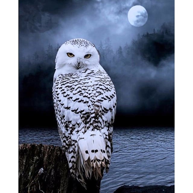 Sneeuwuil | Diamond Painting