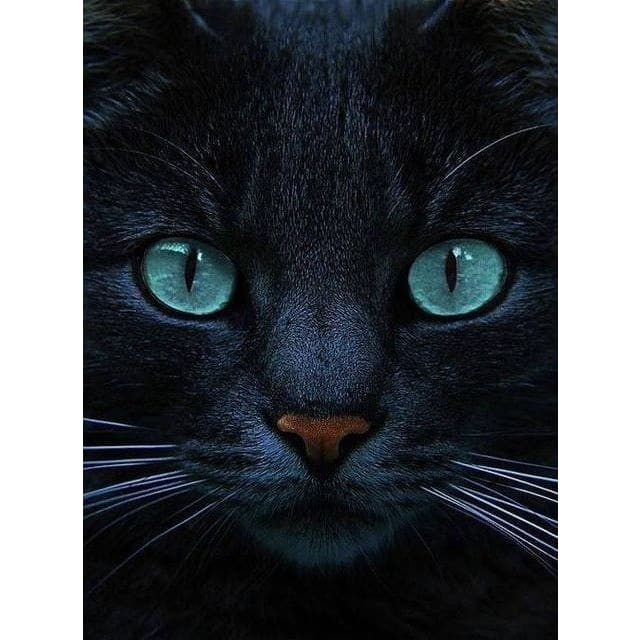 Zwarte Kat | Diamond Painting